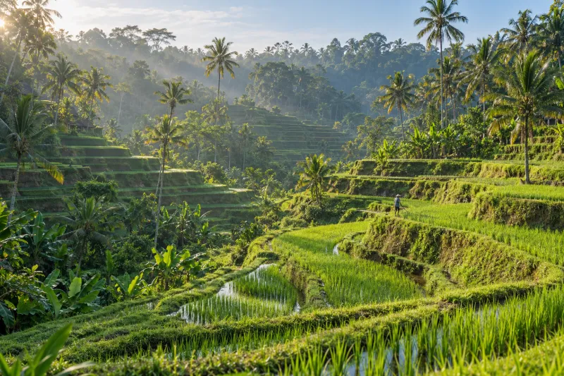 Rice terraces near Ubud glowing in soft morning light
