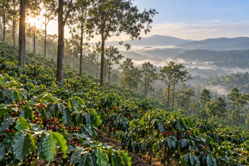 Coffee plants and silver oaks on misty Chikmagalur hills